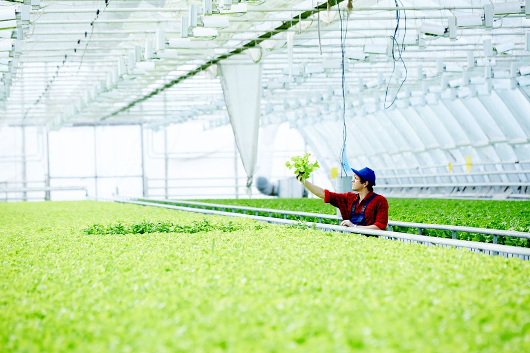 Financiamiento de proyectos agroindustriales